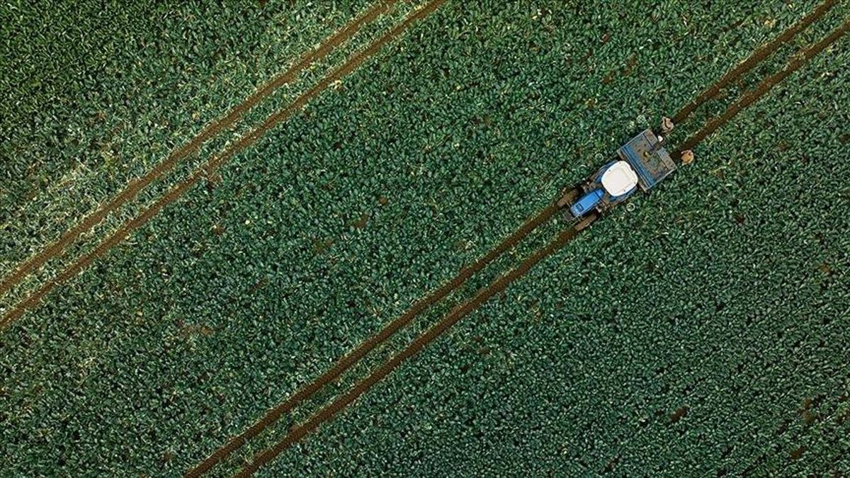 Ocak yağışları su kaynaklarına ve tarıma can suyu oldu