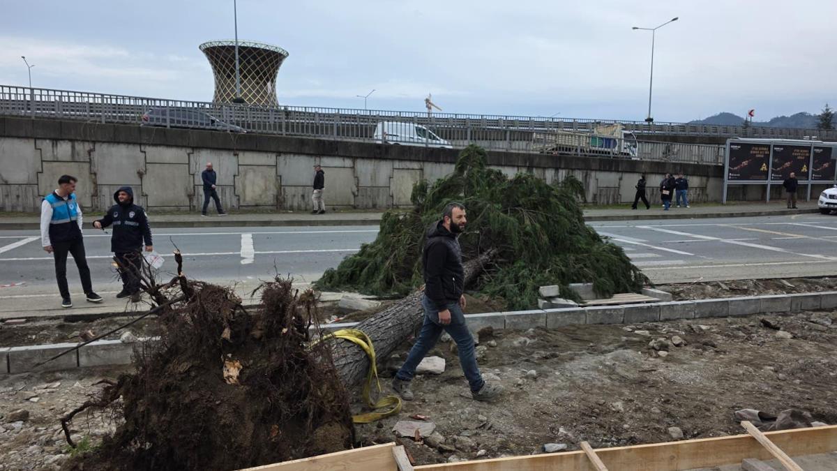 Rizede fırtına; yol kenarındaki ağaçlar devrildi