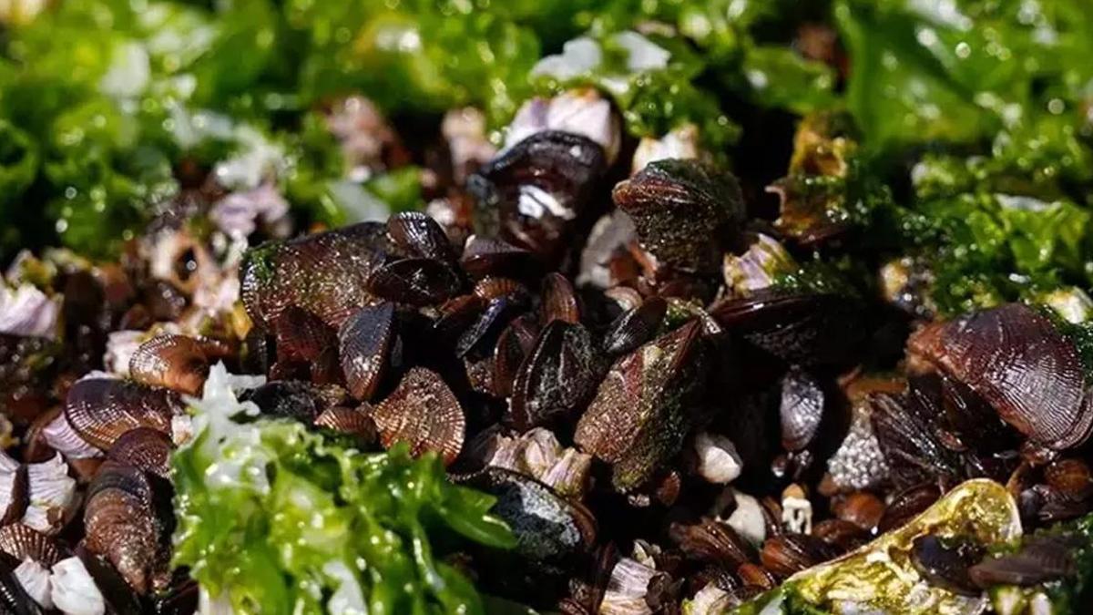 İzmir Körfezinde midyelerde hepatit A ve norovirüs iddiası! Açıklama geldi