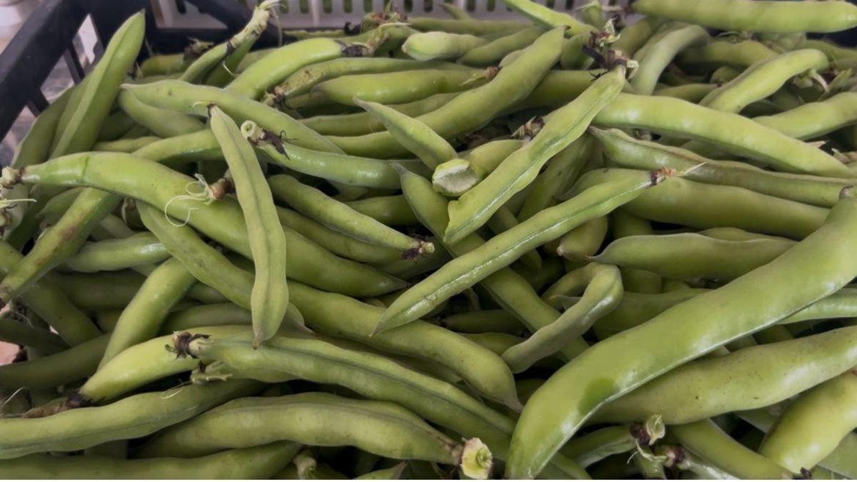 Silifke'de bakla hasadı başladı