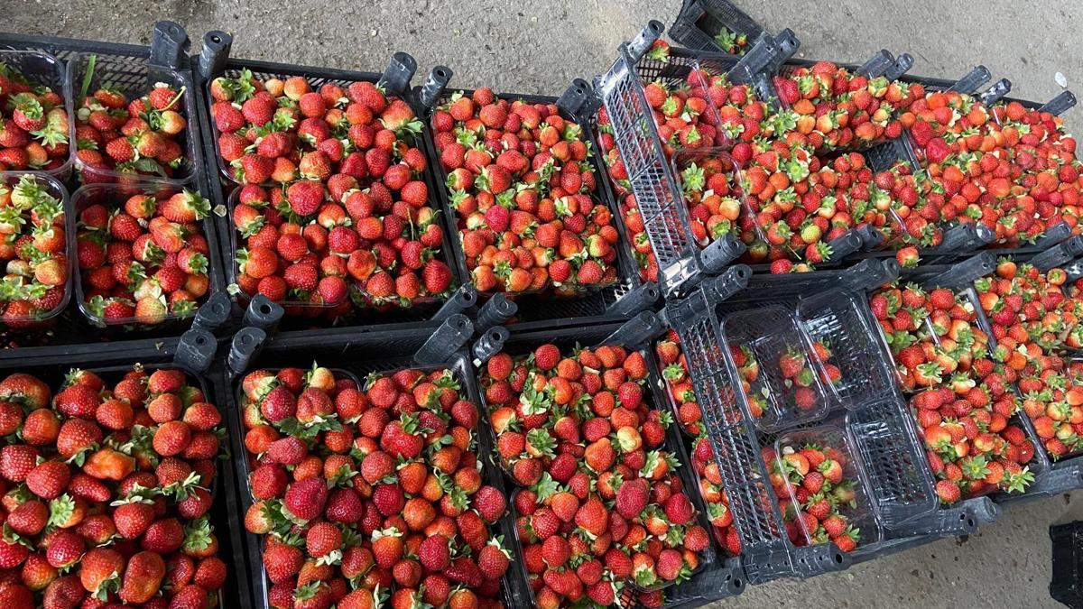 Silifke çileğinin haldeki fiyatı 130 TL