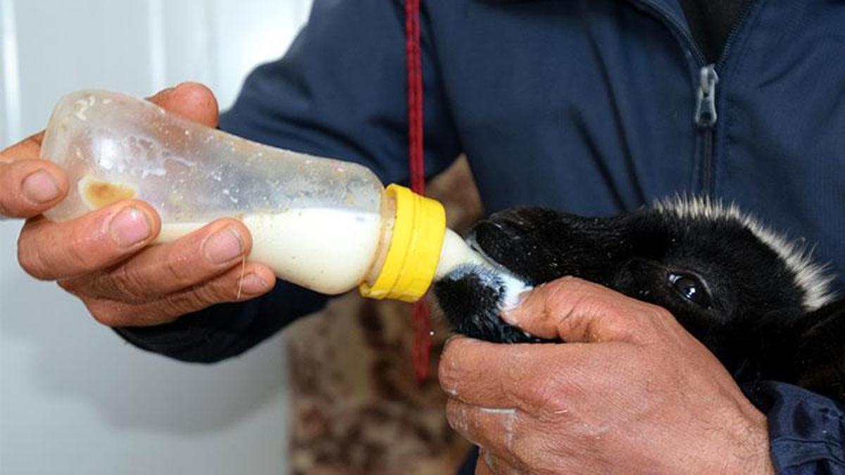 Annesi ölen 20 günlük kuzuyu evinde biberonla besliyor