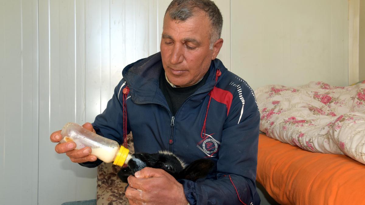 Annesi ölen 20 günlük kuzuyu evinde biberonla besliyor