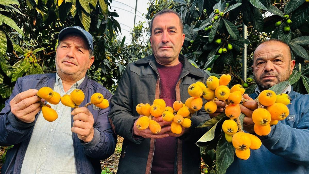 Mersin'de hasadına başlanan turfanda yenidünya kilosu bin 500 TL'ye ihraç ediliyor