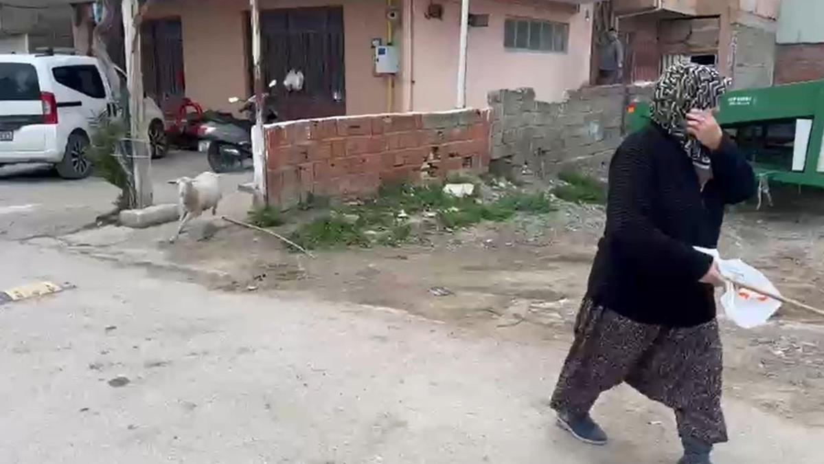 Kuzu 'Çorap', yanından ayrılmadığı sahibi ile pide sırasına giriyor/Ek fotoğraflar