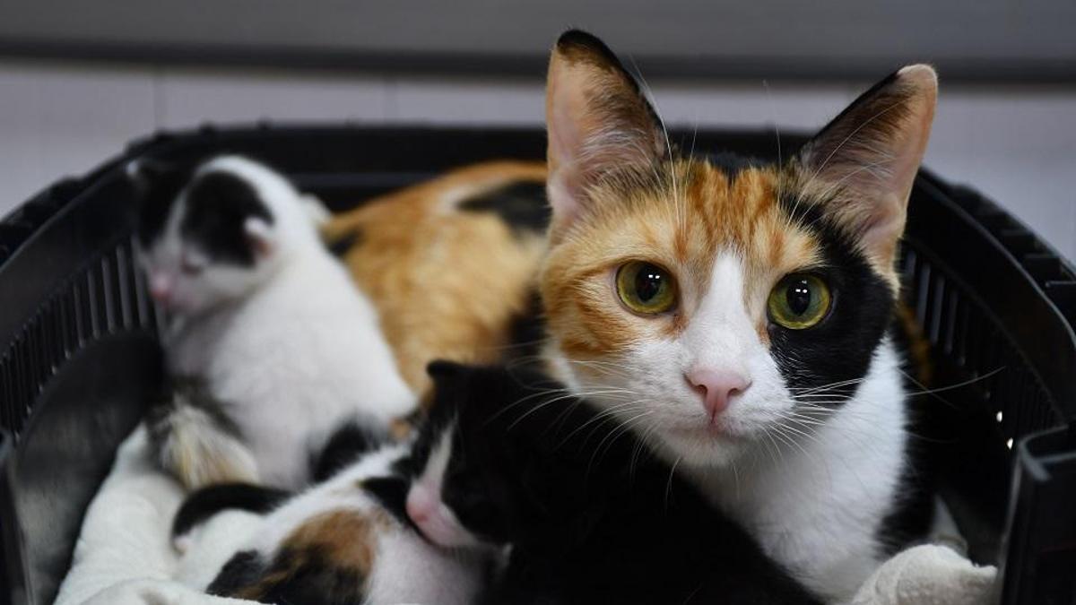 BONCUK'A UMUT OLDU! Doğum yapamayan kediye sezaryen