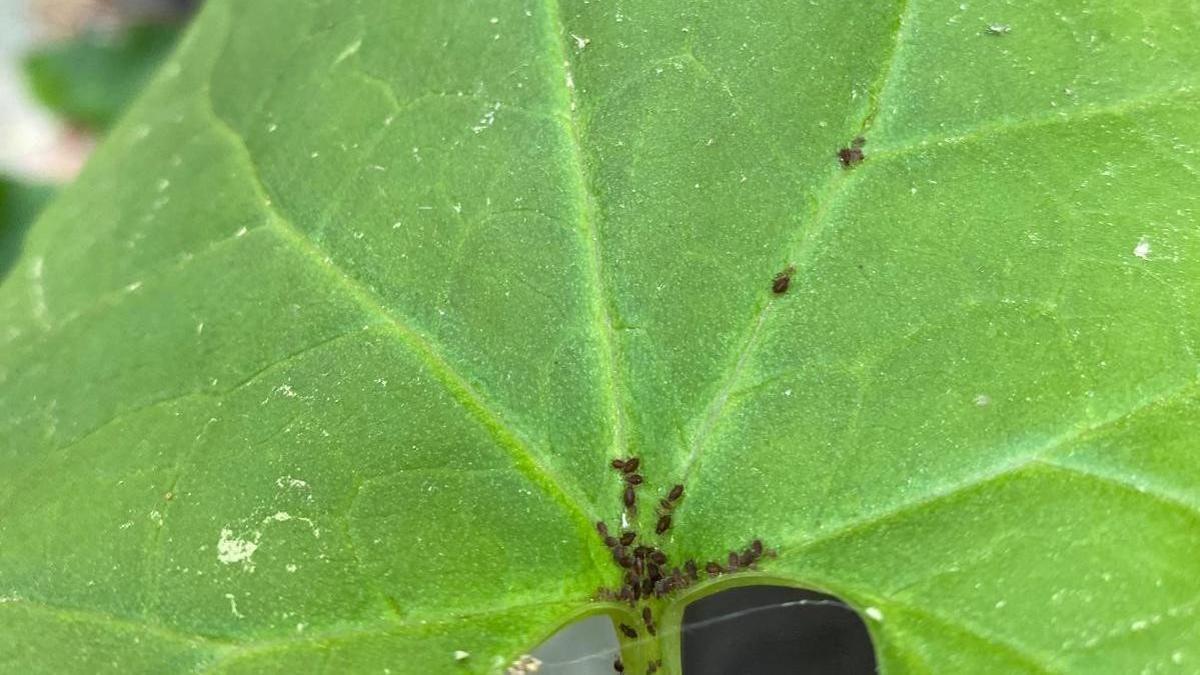 Kaz Dağları'nda yeni bir böcek türü keşfedildi