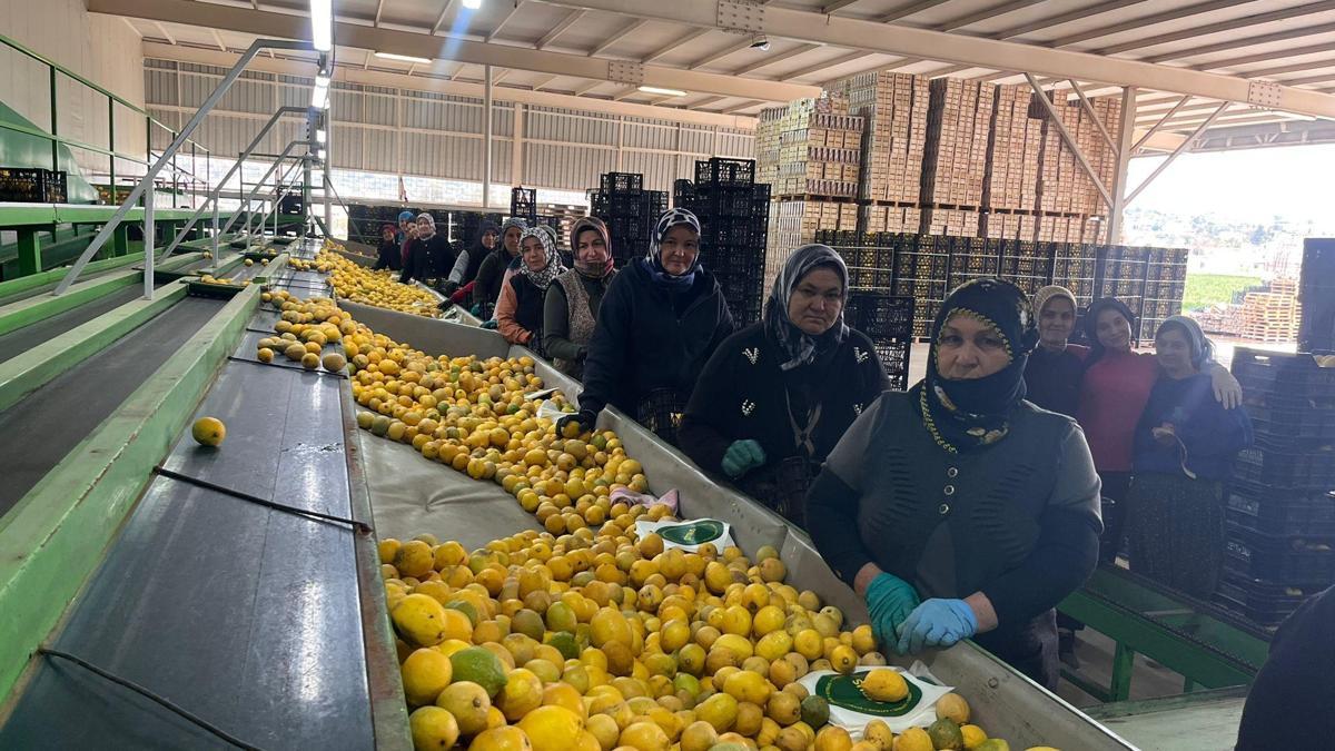 Silifke halinde limonun kilosu 40 TL'ye düştü