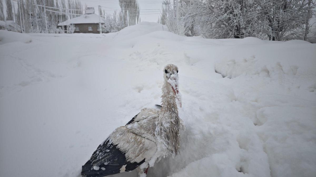 Yuvasından düşüp, kanatları donan leyleği kurtardı