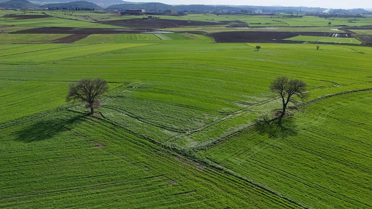 Edirne'de yağışların ardından doğru tarım uygulamalarıyla yüksek rekolte bekleniyor