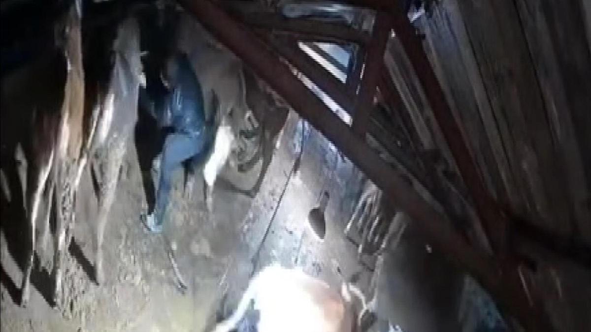 Karın çatısını çökerttiği ahırdaki hayvanları birer birer kurtardılar