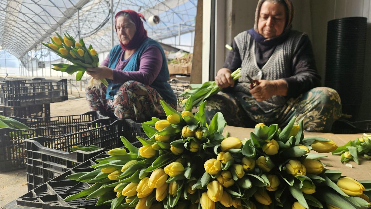 Kadınlar Günü'ne özel suda lale üretimi