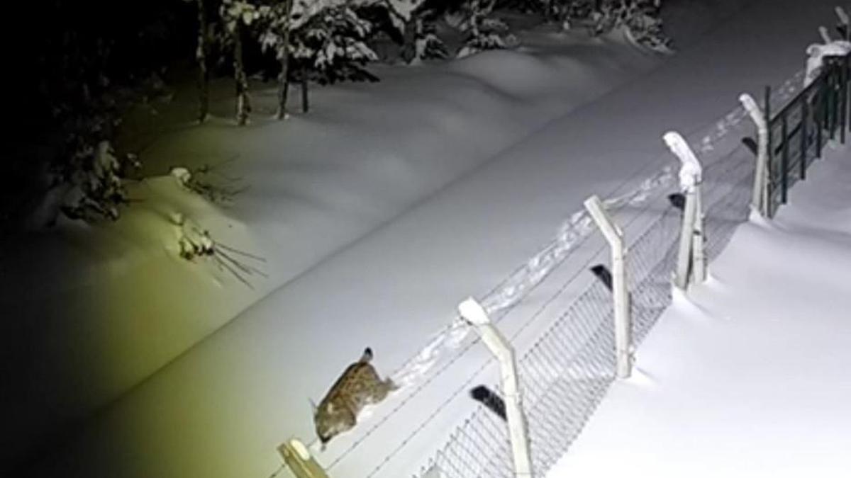 Orduda nesli tehlike altındaki vaşak kamerada