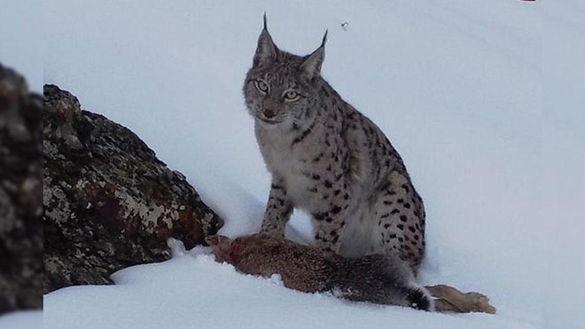 Yer: Erzincan... Vaşağın tavşan avı kamerada