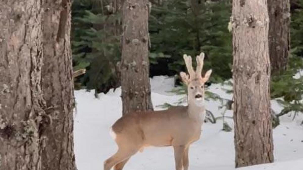 Karla kaplı ormanda karaca görüntülendi