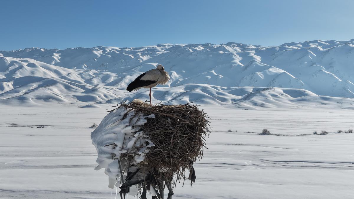 Karla kaplı ovada yuvasındaki leylek görüntülendi