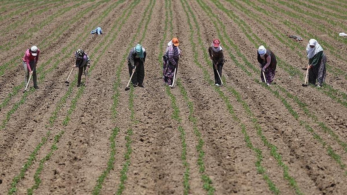 Tarım işçilerinin geliri yükseldi: Günlük ücret 1299 liraya çıktı