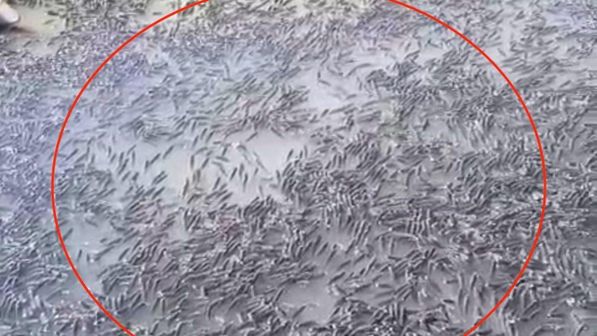 Mahsur kalan balıklar, Dicle Nehrine bırakıldı