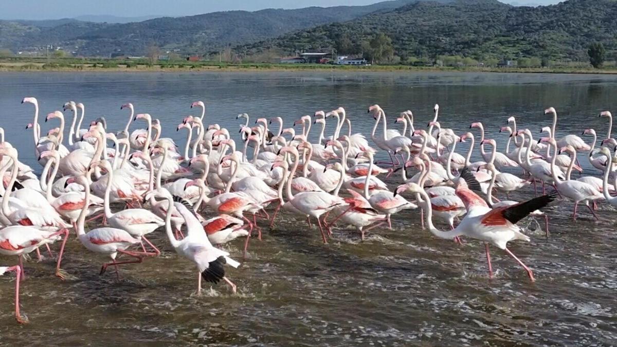 Büyük Menderesteki taşkın nedeniyle tarlalar su altında kaldı; flamingolar bölgeye akın etti