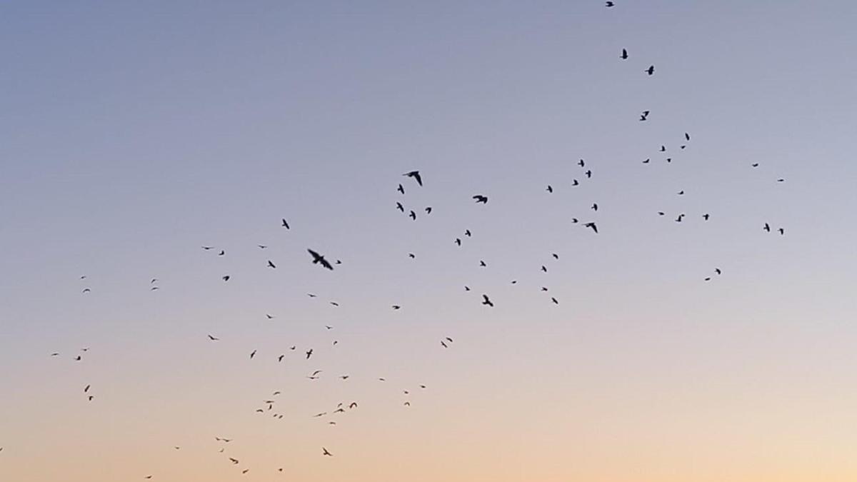 Karga ve sığırcıklar, gökyüzünde görsel şölen oluşturdu