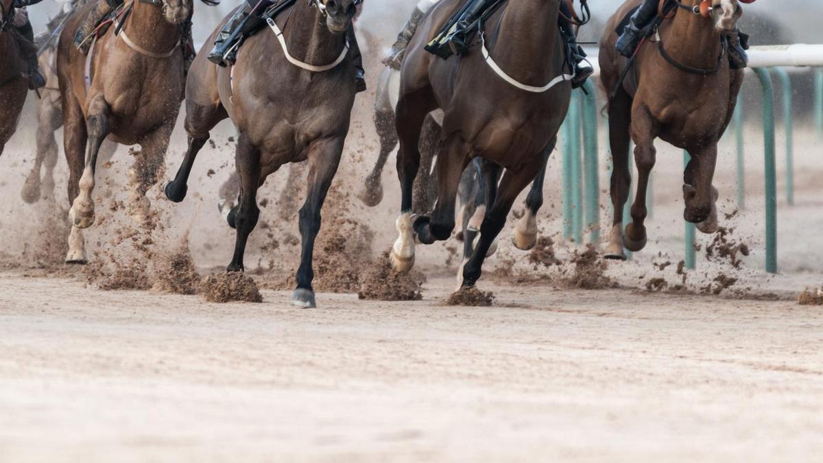 Adana'da sakatlanan yarış atının kesilip, Mersin'de kavurma yapıldığı iddiası