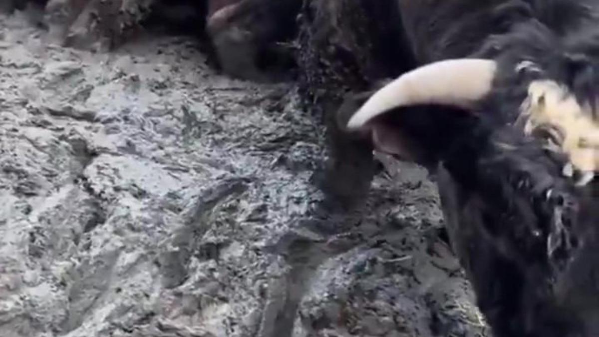 Sanal medyada tepki çeken besi çiftliğinde denetleme