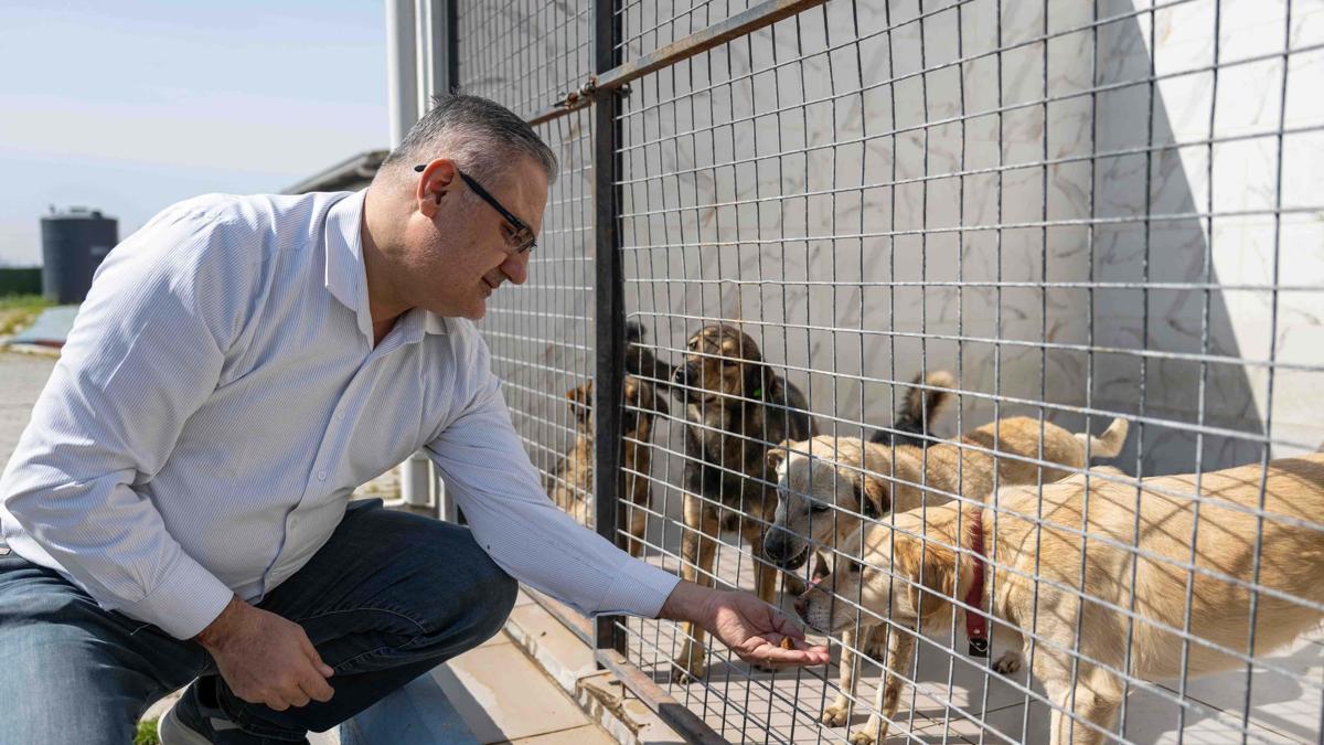 Bornova'da kedi ve köpekler için takviye edici gıda bağışı