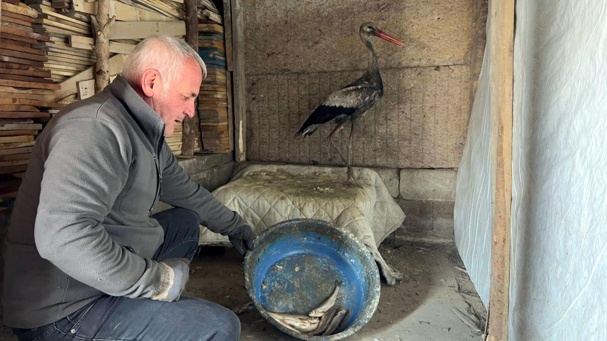 Donmak üzereyken bulduğu leyleği, 2,5 aylık bakım sonrası doğaya bıraktı