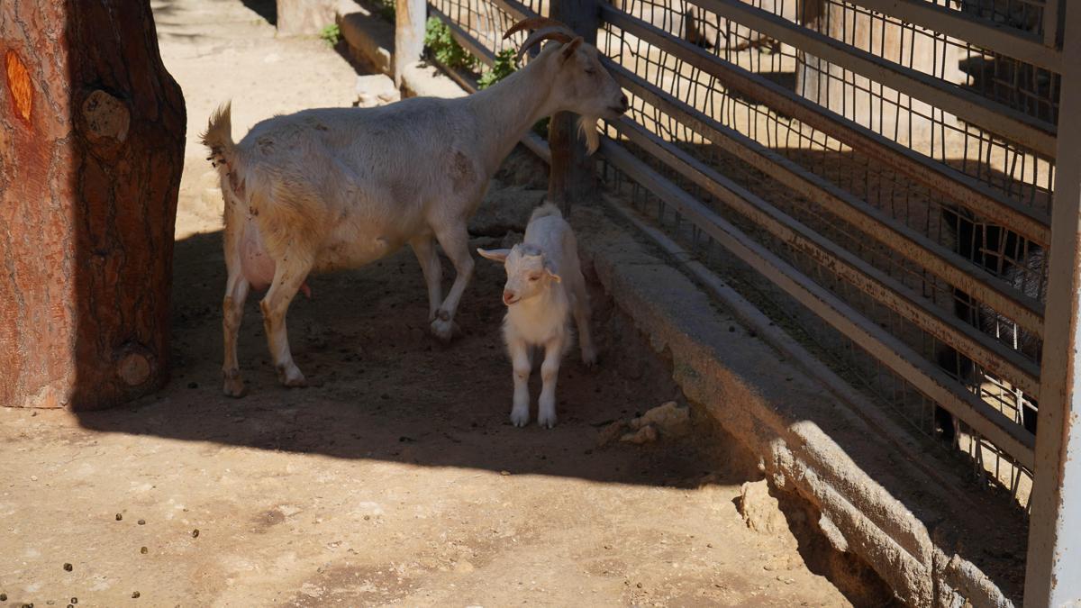 Mini hayvanat bahçesinde yavru sevinci