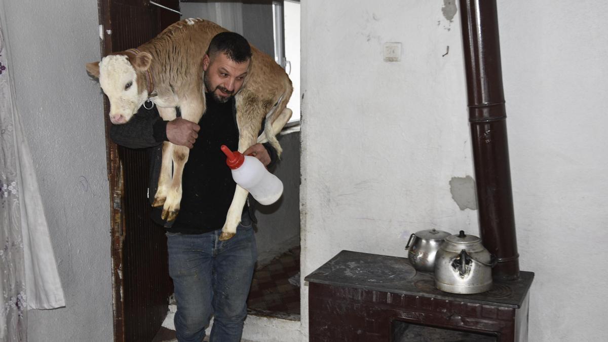 Hasta buzağıyı biberonla besliyorlar