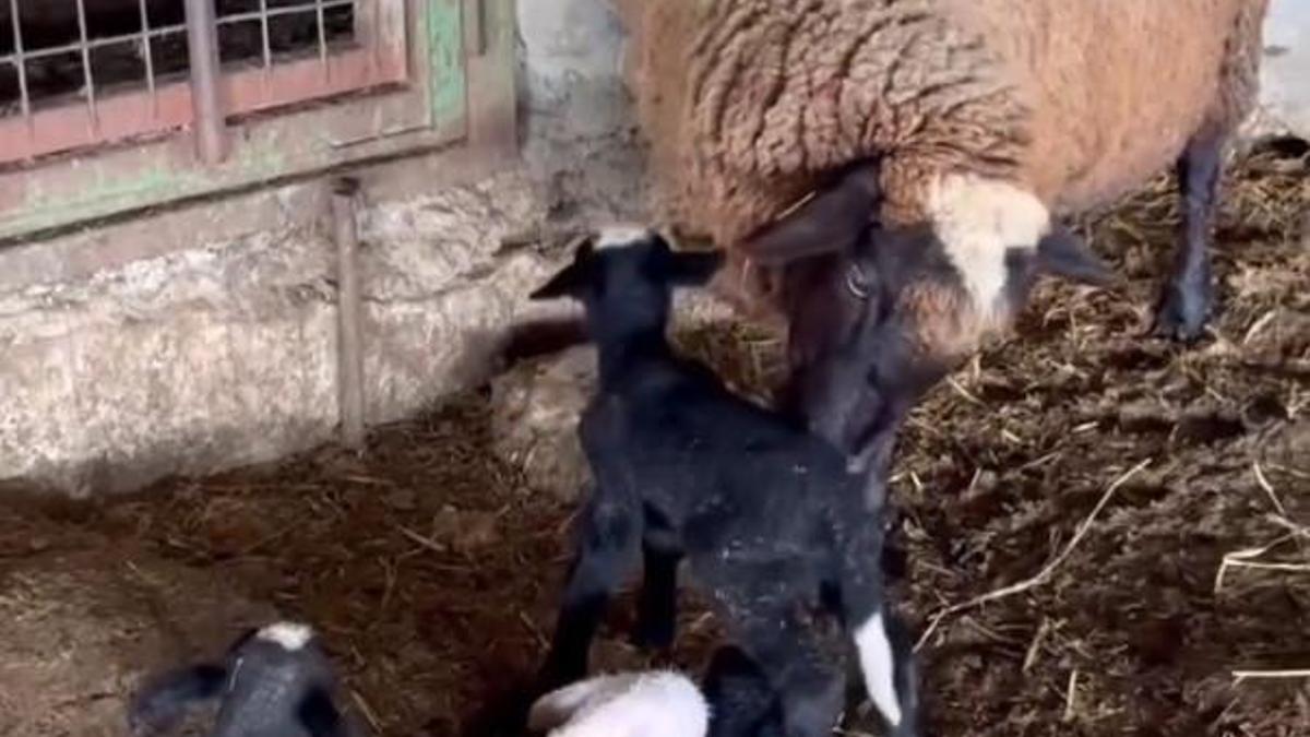 Edirnede koyun dördüz yavruladı