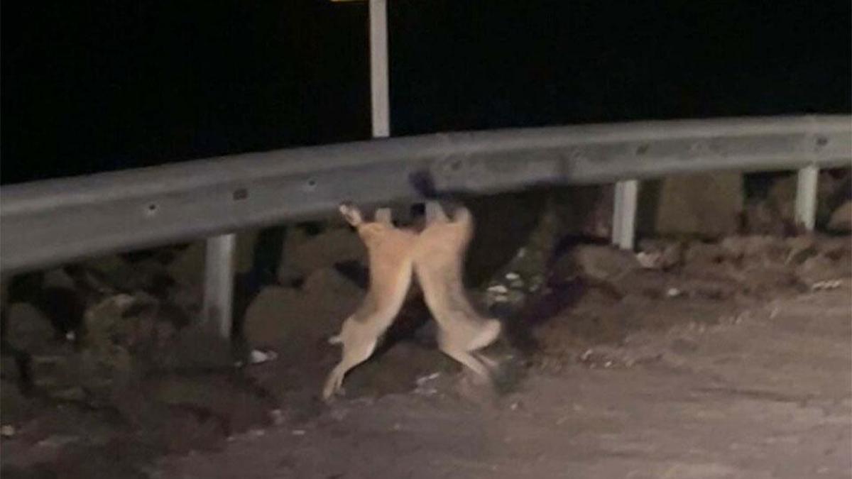 Tavşanların kavgası kamerada