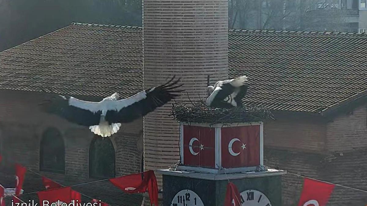 Can ve Canan leylek, 2'nci yıllarında da İznik'teki yuvalarında buluştu