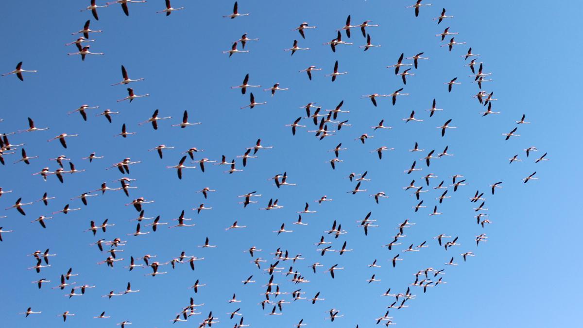 Flamingolar Tuz Gölü'ne gelmeye başladı