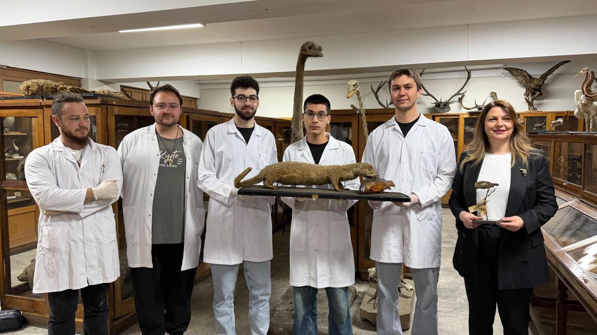 Doldurulmuş hayvan koleksiyonu, müzede korunuyor