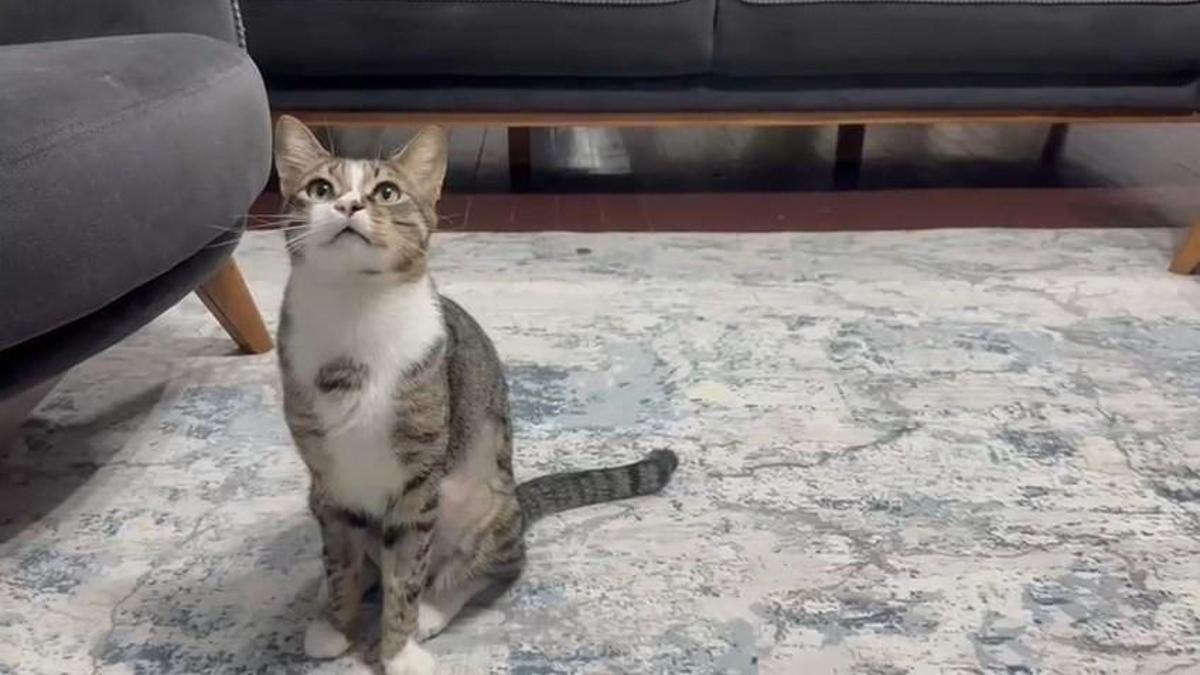 Kedinin midesindeki vantuz, 4 yıl sonra fark edilerek çıkarıldı