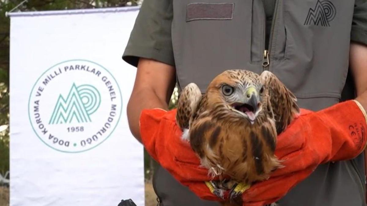 58 bin 22 yaralı yaban hayvanı tedavi edilerek doğaya salındı