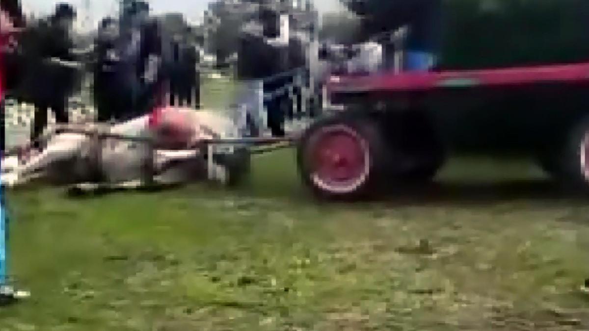 Atlara koşmadığı için şiddet uygulayan şüphelilere hayvan barınağında çalışma cezası