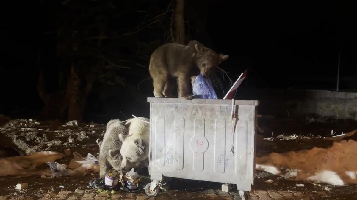 Uludağda kış uykusundan uyanan ayı ailesi, yiyecek ararken görüntülendi