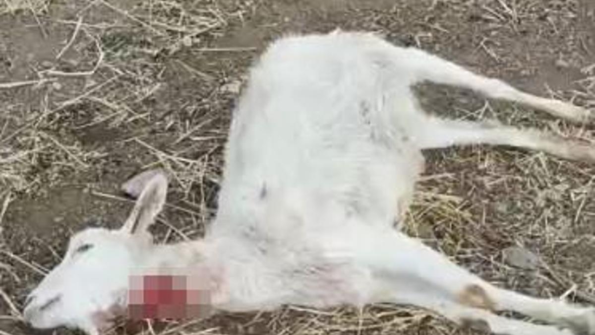 Kayseride yabani hayvanların saldırısına uğrayan 11 keçi öldü