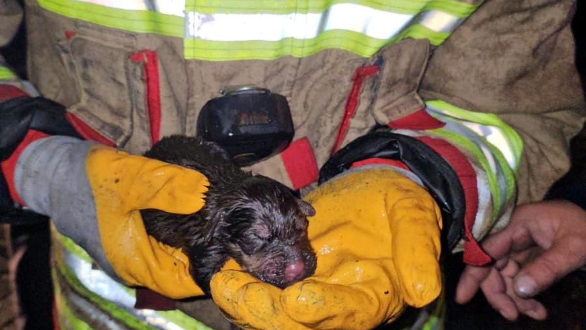 İtfaiye, yangında mahsur kalan yavru köpekleri kurtarmak için seferber oldu