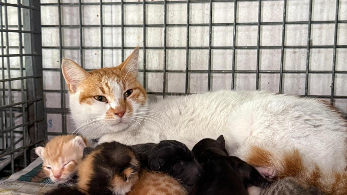Gebe köpek öldü, yavrulara anne kedi sahip çıktı