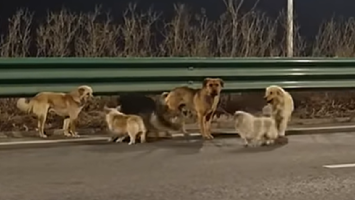 Dünya bu 7 çılgın dostun eve dönüş hikayesini konuşuyor! Ölüm kamyonundan 'pati birliğiyle' firar: En öndeki 'küçük dev' herkesi şaşırttı...