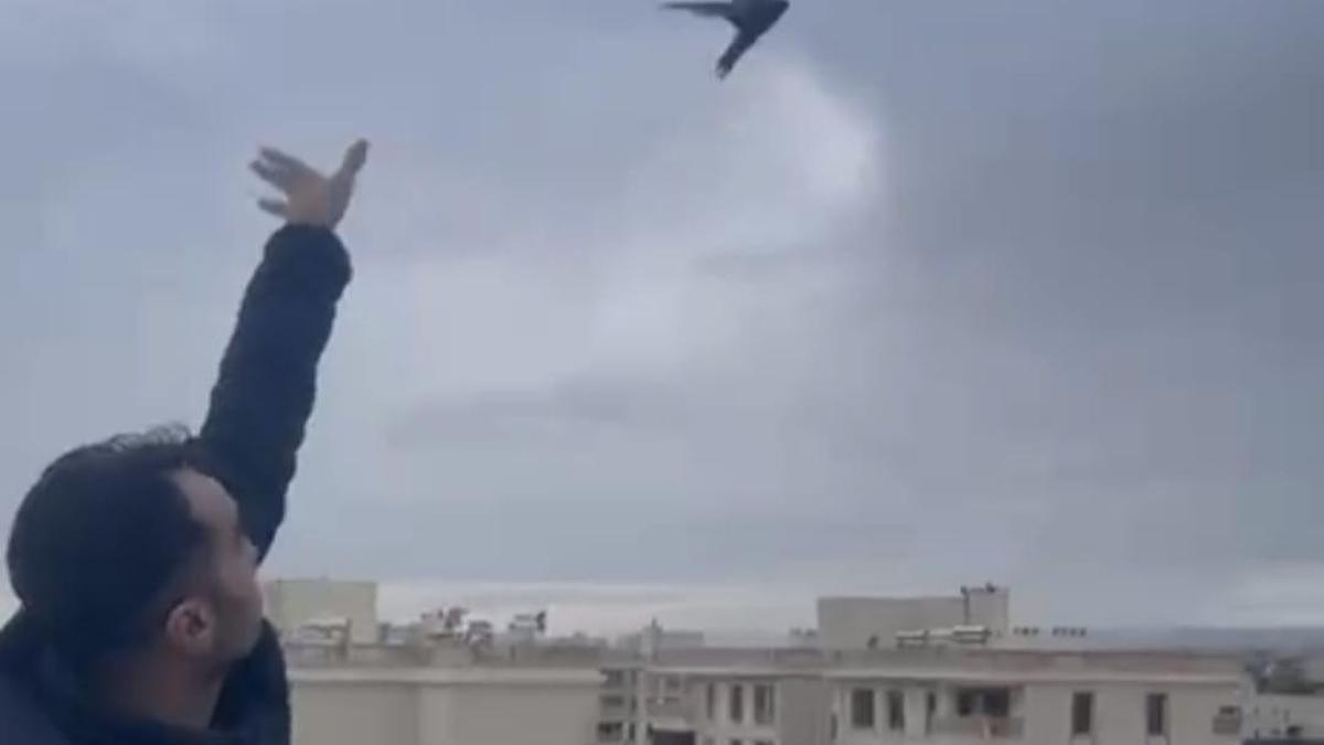 Mardinde bitkin halde eve giren ebabil kuşu doğaya bırakıldı