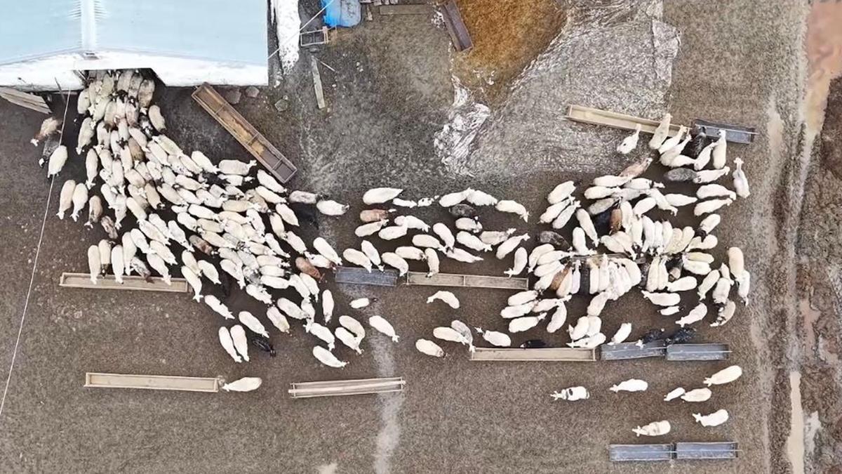 Kuzular anneleri ile buluştu, o anlar dron kamerasıyla görüntülendi