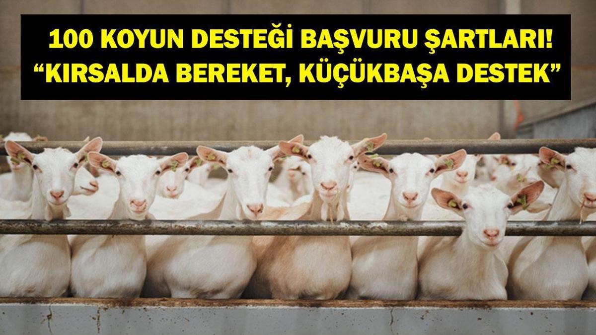 100 KOYUN DESTEĞİ 2026: TARSİM Kırsalda Bereket, Küçükbaşa Destek Başvuru Tarihleri Neler? Kimler Faydalanabilir, Başvuru Şartları Neler?
