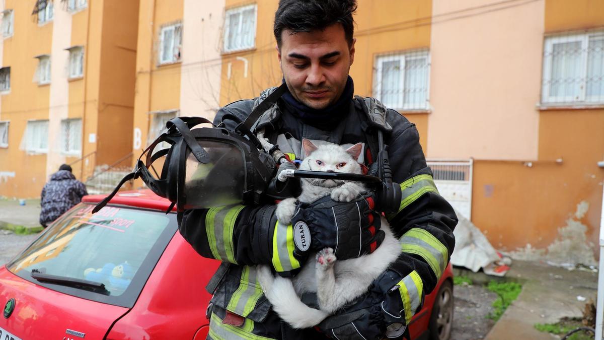 İtfaiye ekipleri yangında hamile kediyi kurtardı