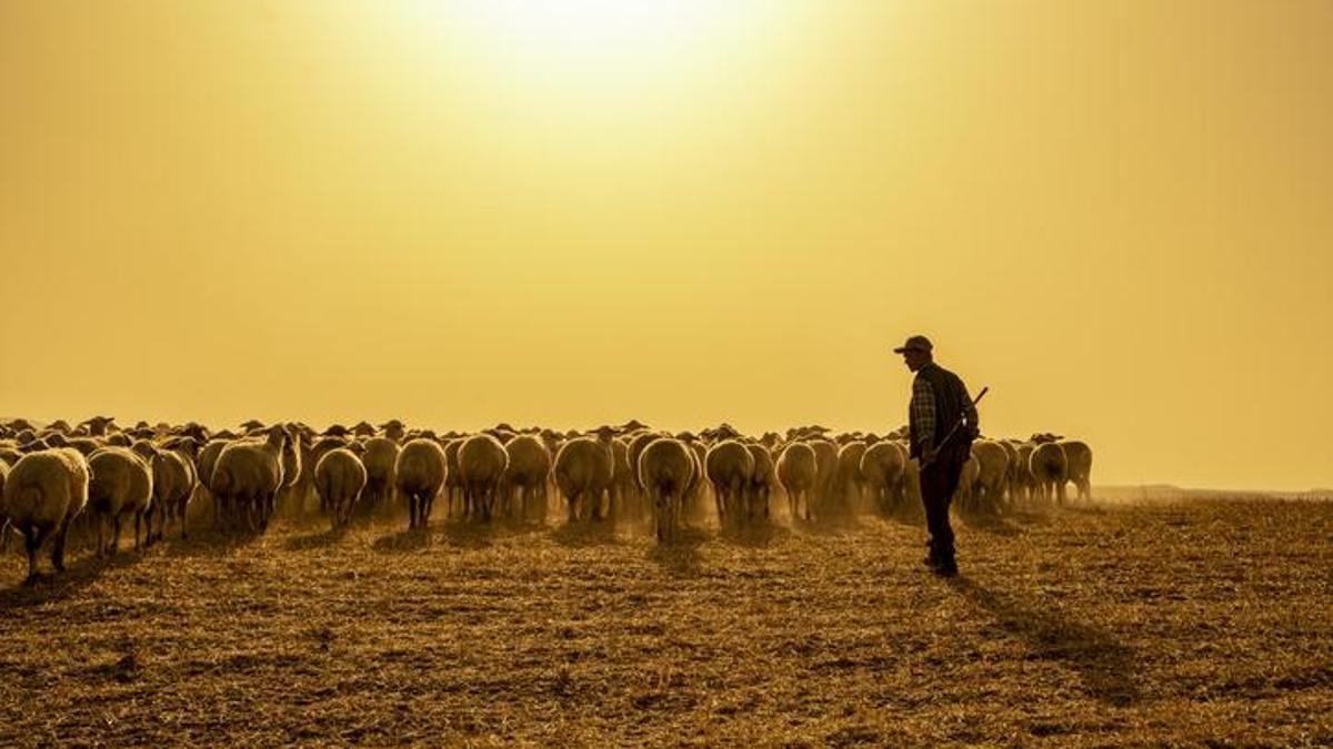 Yapay zeka çiftçiliğe girdi! Şimdi çobanlar işsiz mi kalacak?