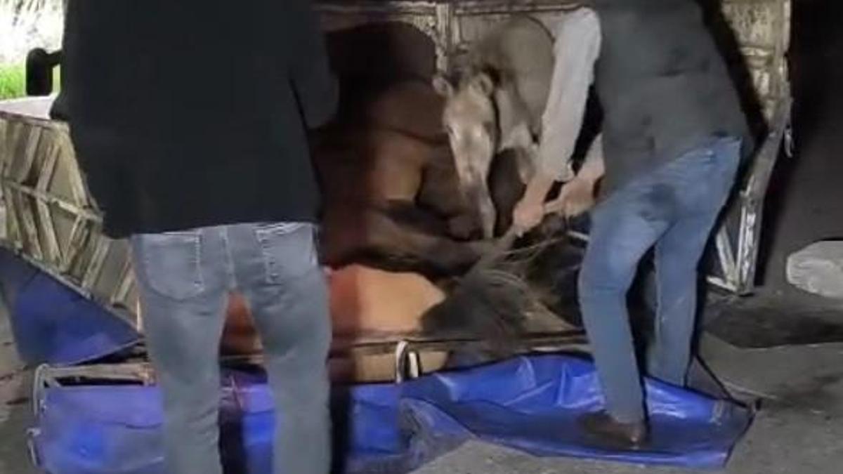 Devrilen kamyonetin kasasındaki eşekler yaralandı