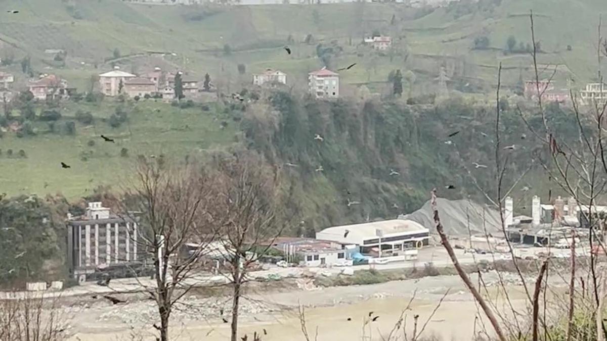 Rize'de gökyüzünde süzülen şahin sürüsü kamerada